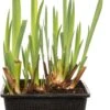Gele Lis (Iris Pseudacorus) D 18 H 30 Cm -Tuin Planten Winkel 8712044889443 3 1