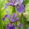 Amerikaanse Iris (Iris Versicolor) D 18 H 30 Cm 2 Amerikaanse Iris (Iris Versicolor) D 18 H 30 Cm -Tuin Planten Winkel 8712044889467