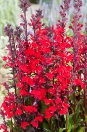 Waterlobelia (Lobelia Cardinalis) D 18 H 30 Cm