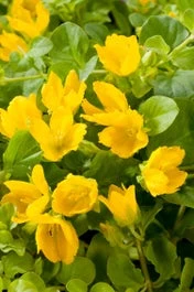 Penningkruid (Lysimachia Nummularia) D 18 H 30 Cm