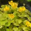 Penningkruid (Lysimachia Nummularia 'Aurea') D 18 H 30 Cm -Tuin Planten Winkel 8712044889580