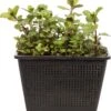 Watermunt (Mentha Aquatica) D 18 H 30 Cm -Tuin Planten Winkel 8712044889603 3 1