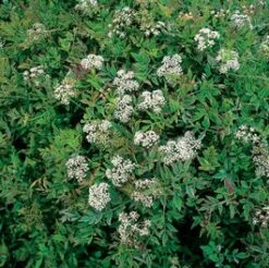 Pijptorkruid (Oenanthe Fistulosa 'Flamingo') D 18 H 30 Cm