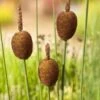 Dwerglisdodde (Typha Minima) D 18 H 30 Cm -Tuin Planten Winkel 8712044889887