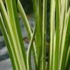 Bonte Kalmoes (Acorus Calamus 'Variegata') D 18 H 20 Cm -Tuin Planten Winkel 8712044889917