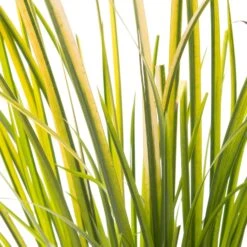 Kalmoes (Acorus Gramineus 'Ogon') D 18 H 30 Cm -Tuin Planten Winkel 8712044889924 2 1