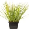 Kalmoes (Acorus Gramineus 'Ogon') D 18 H 30 Cm 2 Kalmoes (Acorus Gramineus 'Ogon') D 18 H 30 Cm -Tuin Planten Winkel 8712044889924 3 1