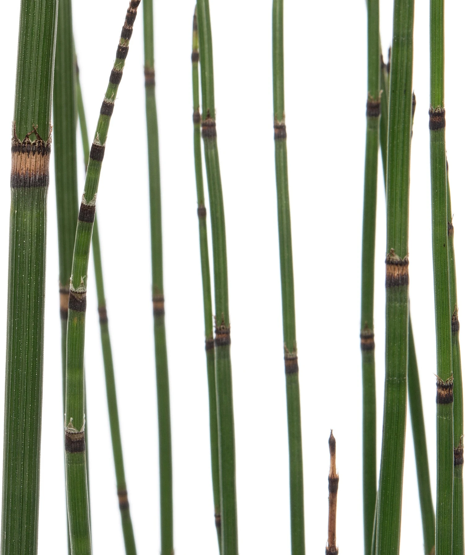 Japanse Holpijp (Equisetum Japonicum) D 18 H 30 Cm 4 Japanse Holpijp (Equisetum Japonicum) D 18 H 30 Cm - Afbeelding 2