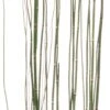 Japanse Holpijp (Equisetum Japonicum) D 18 H 30 Cm 1 Japanse Holpijp (Equisetum Japonicum) D 18 H 30 Cm -Tuin Planten Winkel 8712044889993 3 1
