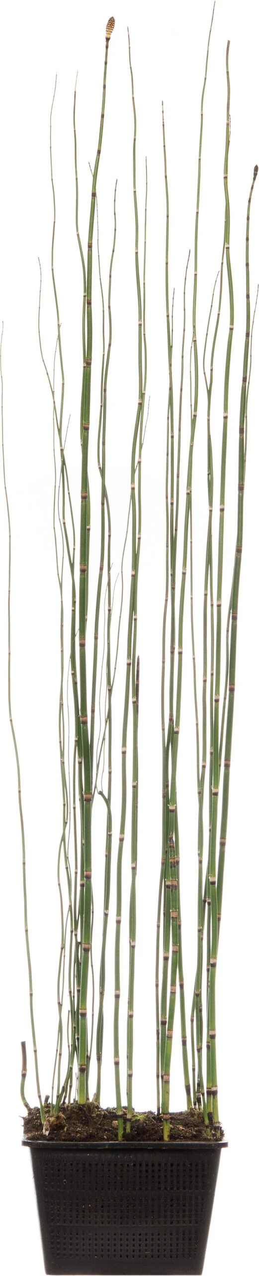 Japanse Holpijp (Equisetum Japonicum) D 18 H 30 Cm 3 Japanse Holpijp (Equisetum Japonicum) D 18 H 30 Cm