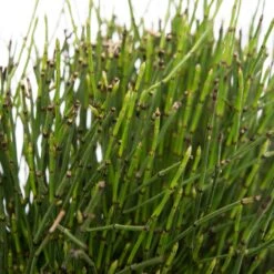 Japanse Holpijp (Equisetum Scirpoides) D 18 H 30 Cm -Tuin Planten Winkel 8712044890005 2 1