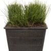 Japanse Holpijp (Equisetum Scirpoides) D 18 H 30 Cm -Tuin Planten Winkel 8712044890005 3 1