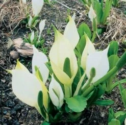 Witte Moerasaronskelk (Lysichiton Camtschatcensis) D 18 H 30 Cm