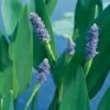 Reuze Snoekkruid Blauw (Pontederia Lanceolata) D 18 H 30 Cm