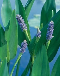Reuze Snoekkruid Blauw (Pontederia Lanceolata) D 18 H 30 Cm