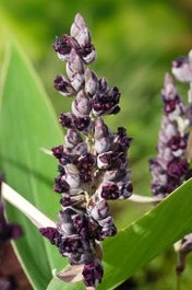 Thalia (Thalia Dealbata) D 18 H 30 Cm