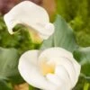 Moeras Aronskelk (Zantedeschia Aethiopica) D 18 H 30 Cm -Tuin Planten Winkel 8712044890227