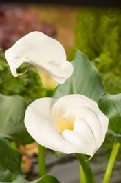 Moeras Aronskelk (Zantedeschia Aethiopica) D 18 H 30 Cm 3 Moeras Aronskelk (Zantedeschia Aethiopica) D 18 H 30 Cm