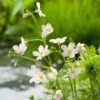 Waterviolier (Hottonia Palustris) D 18 H 30 Cm -Tuin Planten Winkel 8712044890241