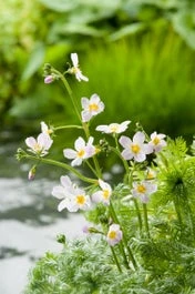 Waterviolier (Hottonia Palustris) D 18 H 30 Cm