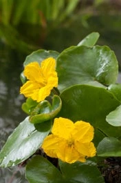Watergentiaan (Nymphoides Peltata) D 18 H 30 Cm