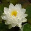 Waterlelie (Nymphaea 'Gonnere') D 11 H 30 Cm 1 Waterlelie (Nymphaea 'Gonnere') D 11 H 30 Cm -Tuin Planten Winkel 8712044893129