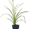 Daglelie (Hemerocallis 'Mini Pearl') D 11 H 10 Cm -Tuin Planten Winkel 8712044965581