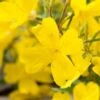 Teunisbloem (Oenothera 'African Sun') D 11 H 10 Cm -Tuin Planten Winkel 8712044996608 3 1