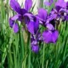 Siberische Lis (Iris Sibirica) D 9 H 20 Cm -Tuin Planten Winkel 8712815038131