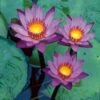 Waterlelie (Nymphaea 'King Of The Blues') D 18 H 30 Cm -Tuin Planten Winkel 8712815038223