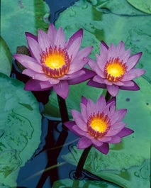 Waterlelie (Nymphaea 'King Of The Blues') D 18 H 30 Cm