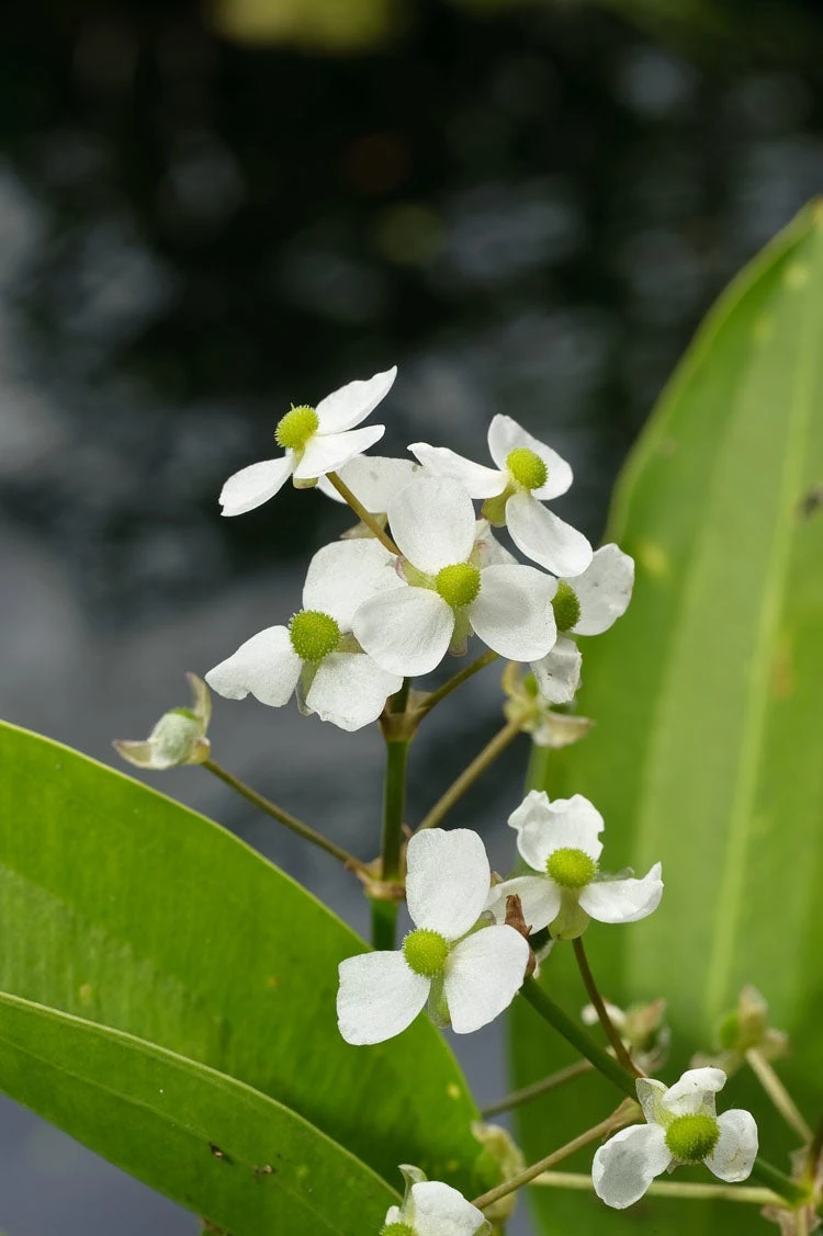 Pijlkruid (Sagittaria Graminea) D 9 H 20 Cm 3 Pijlkruid (Sagittaria Graminea) D 9 H 20 Cm