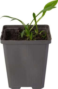 Pijlkruid (Sagittaria Graminea) D 9 H 20 Cm 5 Pijlkruid (Sagittaria Graminea) D 9 H 20 Cm -Tuin Planten Winkel 8712815038292 1 1