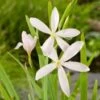 Moerasgladiool (Schizostylus Coccinea 'Alba') D 9 H 20 Cm -Tuin Planten Winkel 8712815038339