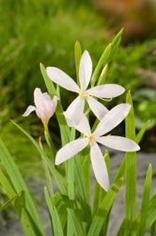 Moerasgladiool (Schizostylus Coccinea 'Alba') D 9 H 20 Cm 3 Moerasgladiool (Schizostylus Coccinea 'Alba') D 9 H 20 Cm