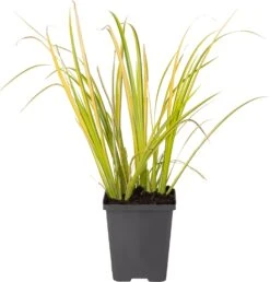 Kalmoes (Acorus Gramineus 'Ogon') D 9 H 20 Cm -Tuin Planten Winkel 8712815038476 1 1