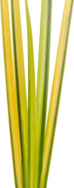 Kalmoes (Acorus Gramineus 'Ogon') D 9 H 20 Cm -Tuin Planten Winkel 8712815038476 2 1