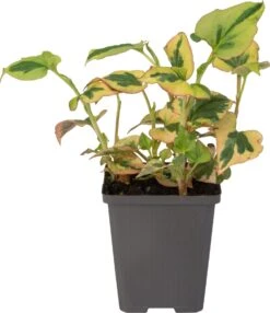Bonte Moerasanemoon (Houttuynia Cordata 'Chameleon') D 9 H 20 Cm -Tuin Planten Winkel 8712815038544 1 1