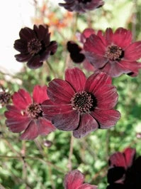 Cosmea (Cosmos Atrosanguineus) D 11 H 10 Cm 3 Cosmea (Cosmos Atrosanguineus) D 11 H 10 Cm
