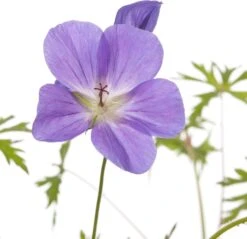 Ooievaarsbek (Geranium Hybride 'Brookside') D 11 H 10 Cm -Tuin Planten Winkel 8712815085036 2