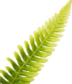 Dubbelloof (Blechnum Spicant) D 11 H 20 Cm -Tuin Planten Winkel 8712815104508 2 1