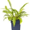 Dubbelloof (Blechnum Spicant) D 11 H 20 Cm -Tuin Planten Winkel 8712815104508 3
