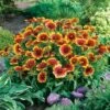 Kokardebloem (Gaillardia 'Kobold') D 11 H 40 Cm -Tuin Planten Winkel 8712815116495