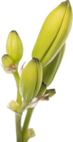 Daglelie (Hemerocallis 'Joan Senior') D 11 H 10 Cm -Tuin Planten Winkel 8712815135892 2