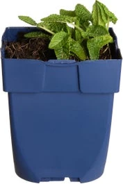 Andoorn (Stachys Monieri 'Hummelo') D 11 H 50 Cm