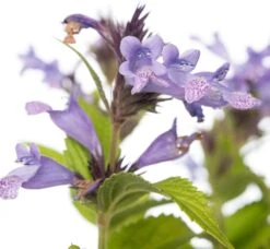 Kattenkruid (Nepeta Subsessilis) D 11 H 10 Cm -Tuin Planten Winkel 8712815188706 2 1