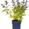 Kattenkruid (Nepeta Subsessilis) D 11 H 10 Cm -Tuin Planten Winkel 8712815188706 3 1