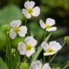 Stijve Moeras Weegbree (Baldellia Ranunculoides) D 9 H 15 Cm -Tuin Planten Winkel 8712815203300