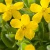 Moerashertshooi (Hypericum Elodes) D 9 H 20 Cm -Tuin Planten Winkel 8712815203331