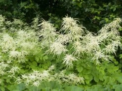Geitenbaard (Aruncus Dioicus) D 11 H 20 Cm -Tuin Planten Winkel 8712815641836